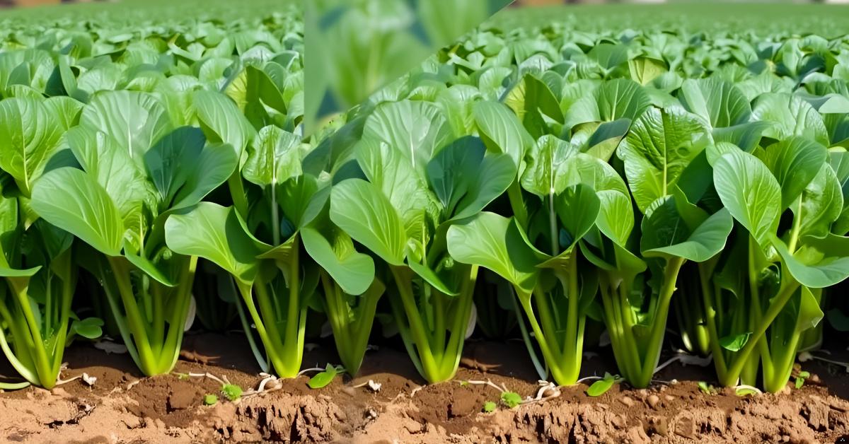 Spinach Seeds for Planting Palak Pasala Keerai Palakura Vegetable Seed for Home Garden, Terrace & Balcony Gardening SRI SAI FORESTRY