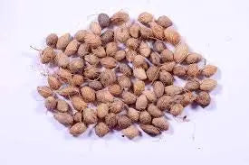 Areca Palm Seeds for Indoor - Outdoor Planting SRI SAI FORESTRY