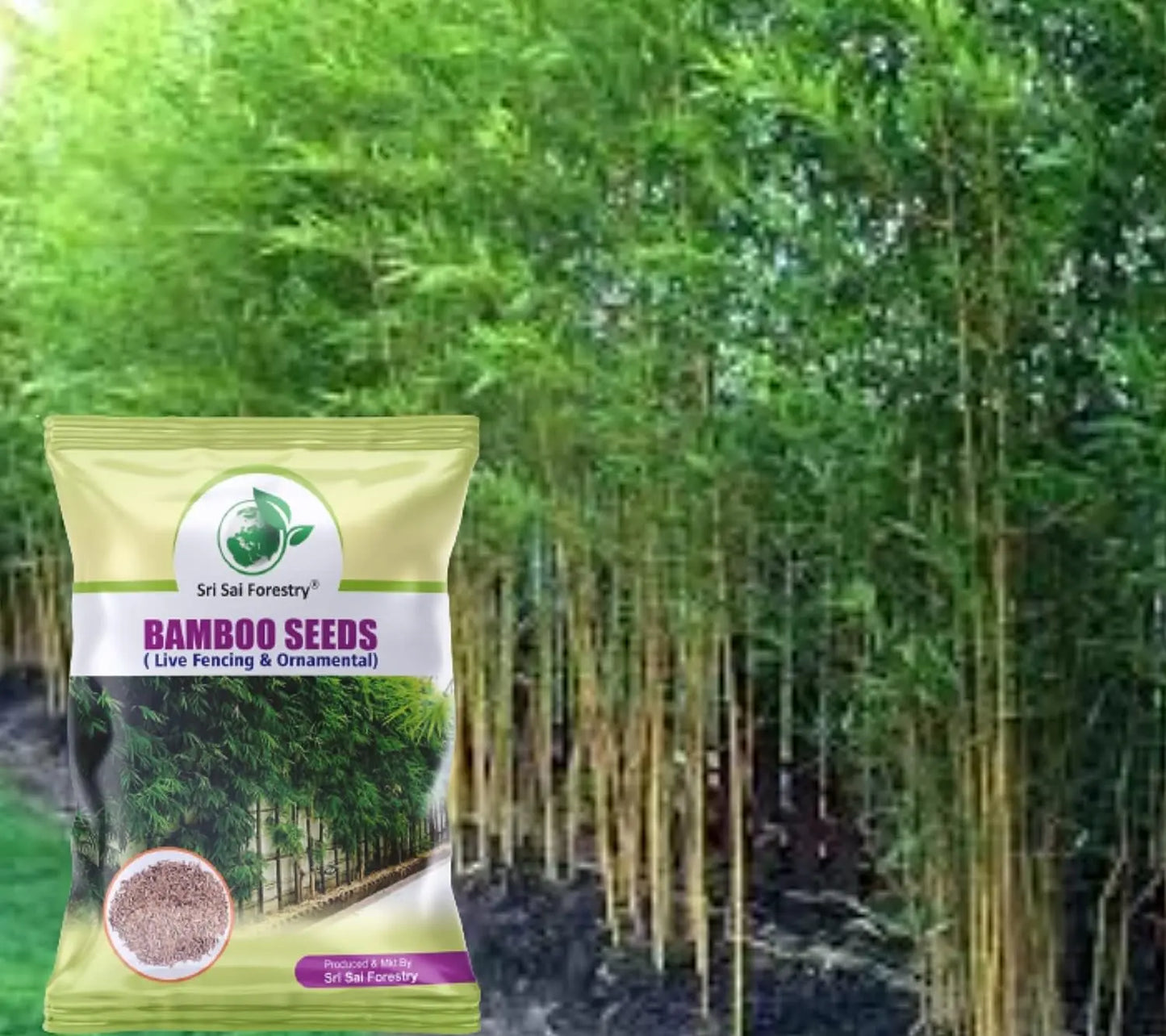 Bamboo Seeds Live Fencing for Home Garden | Ornamental Bamboo Seeds SRI SAI FORESTRY
