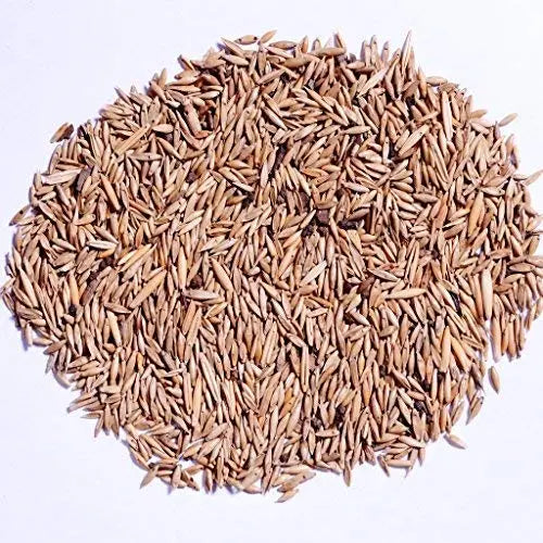 Bamboo Seeds Live Fencing for Home Garden | Ornamental Bamboo Seeds SRI SAI FORESTRY