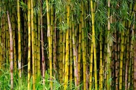 Bamboo Seeds Live Fencing for Home Garden | Ornamental Bamboo Seeds SRI SAI FORESTRY