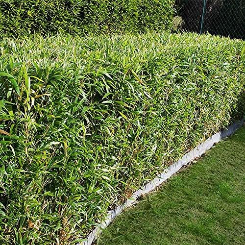 Bamboo Seeds Live Fencing for Home Garden | Ornamental Bamboo Seeds SRI SAI FORESTRY