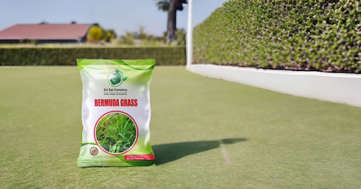 Bermuda Grass Seeds for Home Lawn SRI SAI FORESTRY