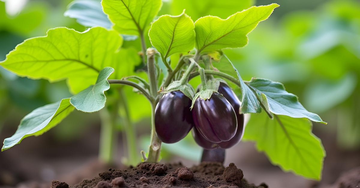 Round Brinjal Seeds for Planting | Eggplant | Begun | Kathirikai | Vankaya | Badanekai Vegetable Seeds | Terrace Balcony Kitchen Home Garden Planting SRI SAI FORESTRY