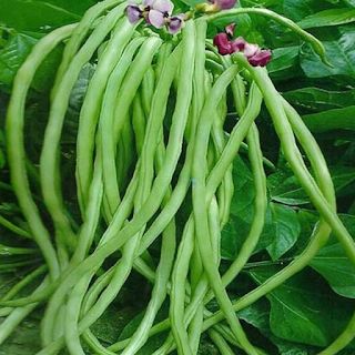 Cowpea Seeds for Planting | Lobia Lobhia Chawli Barbati Alasande Karamani Black Eyed Pea Vegetable Seed for Home Kitchen Terrace Balcony Garden SRI SAI FORESTRY