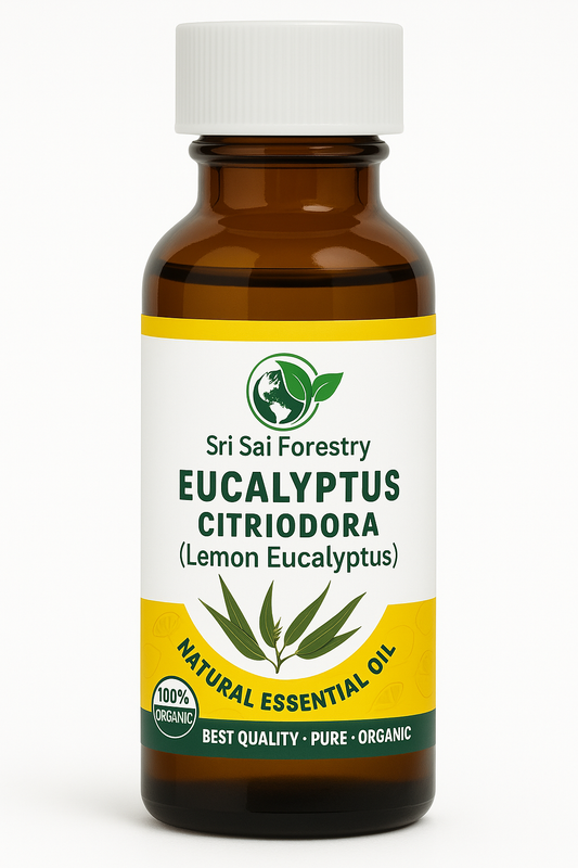 Eucalyptus Citriodora Oil – Refreshing Lemon Scent for Aromatherapy (Lemon Eucalyptus) SRI SAI FORESTRY