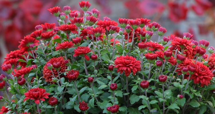 Chrysanthemum (Sevanti, Shevanti) Mixed Flower Seeds Pack + Coco Coir (2 Disc) Ideal for Seed Germination for Home Garden SRI SAI FORESTRY