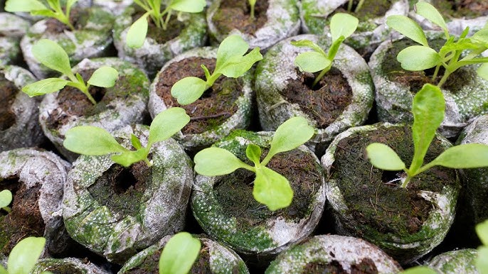 Coco Coir Pellets - 50mm - Organic Coconut Fiber Soil Conditioner for Gardening, Eco-Friendly Seed Starter & Hydroponic Growing Medium, 100% Natural Coco Pellets for Plants SRI SAI FORESTRY