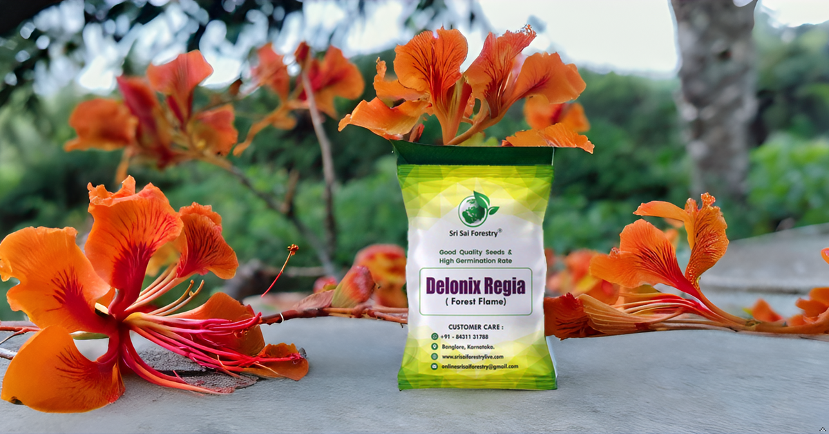 Delonix Regia (Gulmohar) Tree Seeds β Fiery Flowering Tree for Avenues and Landscapes SRI SAI FORESTRY