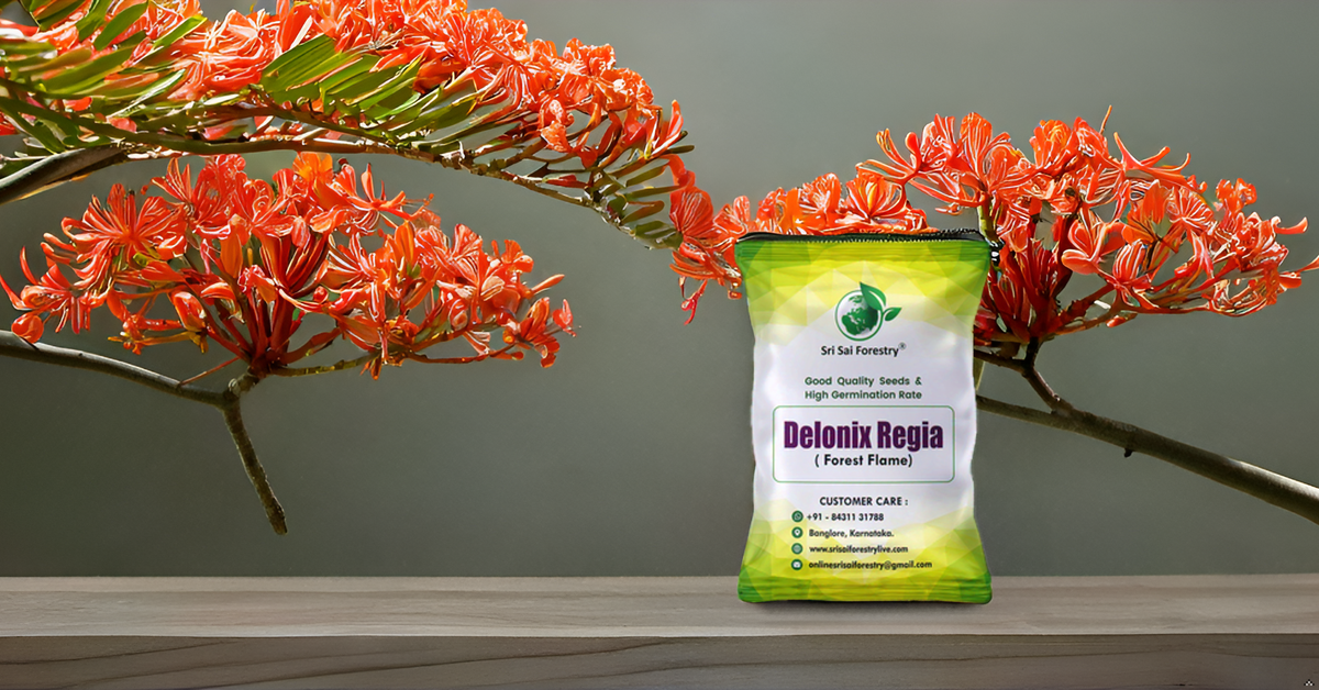 Delonix Regia (Gulmohar) Tree Seeds β Fiery Flowering Tree for Avenues and Landscapes SRI SAI FORESTRY