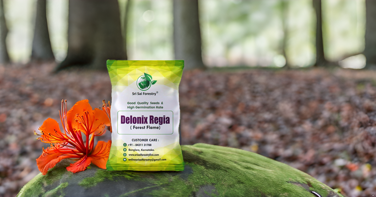 Delonix Regia (Gulmohar) Tree Seeds β Fiery Flowering Tree for Avenues and Landscapes SRI SAI FORESTRY
