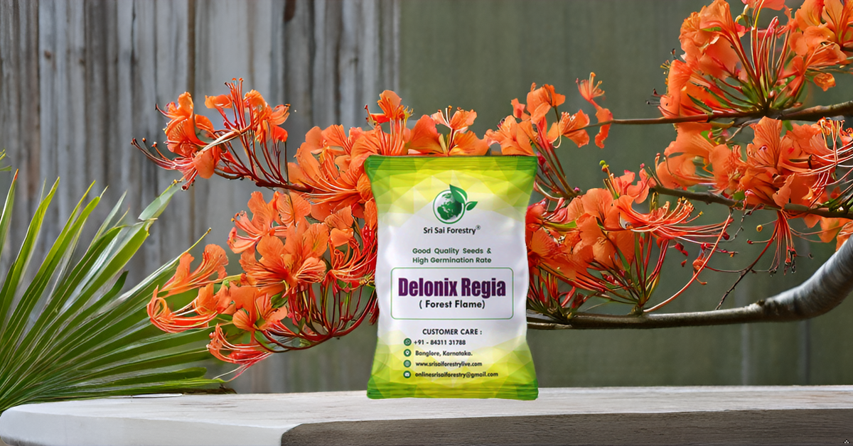 Delonix Regia (Gulmohar) Tree Seeds β Fiery Flowering Tree for Avenues and Landscapes SRI SAI FORESTRY