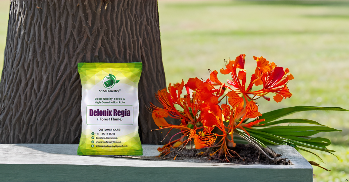 Delonix Regia (Gulmohar) Tree Seeds β Fiery Flowering Tree for Avenues and Landscapes SRI SAI FORESTRY