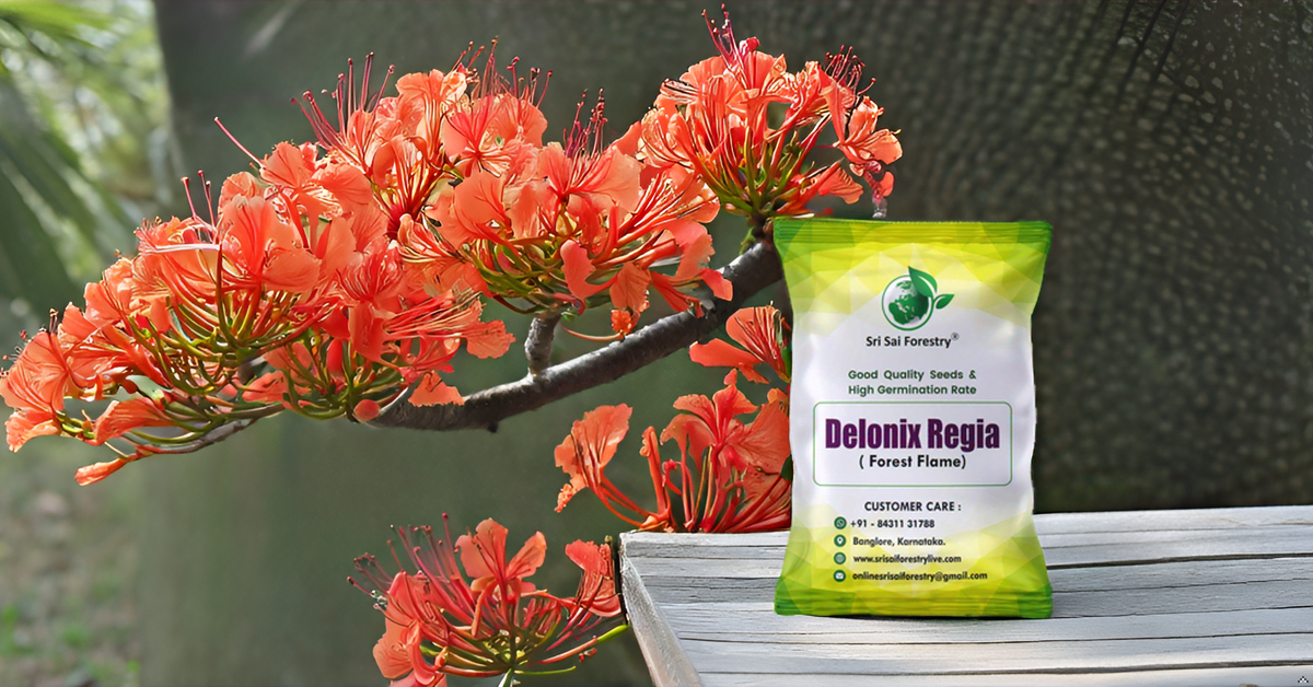 Delonix Regia (Gulmohar) Tree Seeds β Fiery Flowering Tree for Avenues and Landscapes SRI SAI FORESTRY
