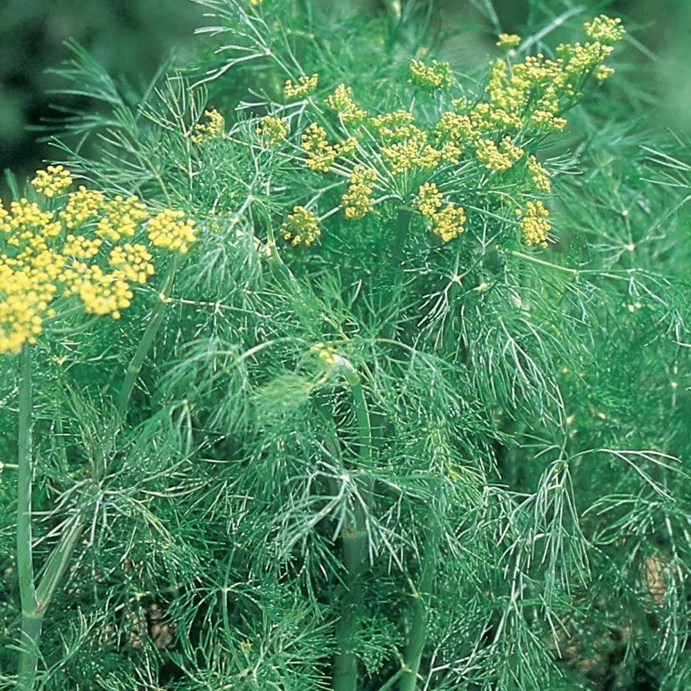 Dill Seeds, Soya leaf Dill leaf Seeds for Home Garden SRI SAI FORESTRY