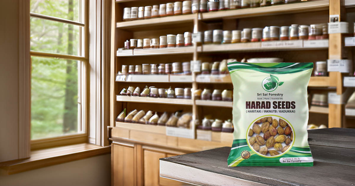 Organic Badi Harad Seeds (Haritaki | Kadukkai | Karakkaya | Terminalia Chebula | Ink Nut Seeds SRI SAI FORESTRY