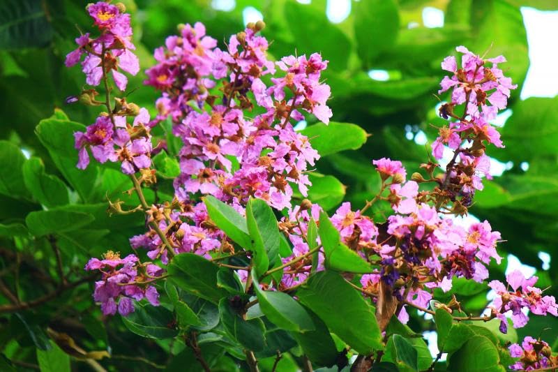 Lagerstroemia Speciosa (Pride of India) Tree Seeds β Vibrant Flowering Beauty for Landscaping SRI SAI FORESTRY
