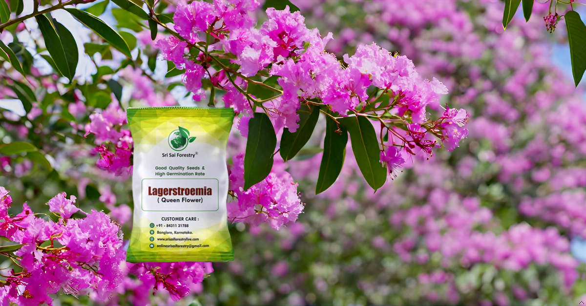 Lagerstroemia Speciosa (Pride of India) Tree Seeds β Vibrant Flowering Beauty for Landscaping SRI SAI FORESTRY