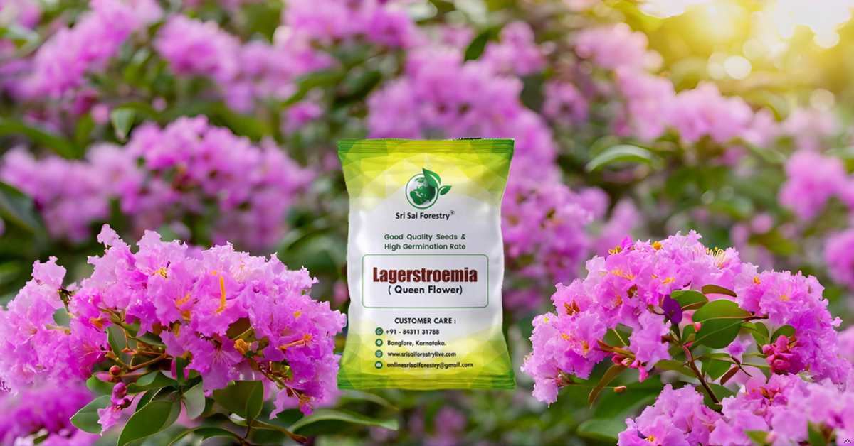 Lagerstroemia Speciosa (Pride of India) Tree Seeds β Vibrant Flowering Beauty for Landscaping SRI SAI FORESTRY