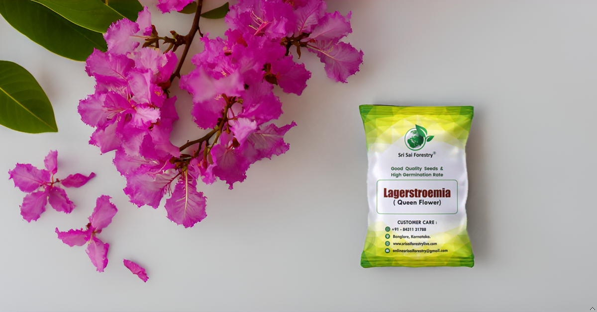 Lagerstroemia Speciosa (Pride of India) Tree Seeds β Vibrant Flowering Beauty for Landscaping SRI SAI FORESTRY