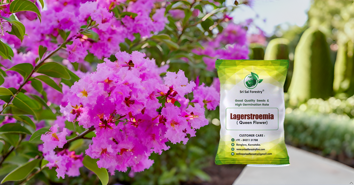 Lagerstroemia Speciosa (Pride of India) Tree Seeds β Vibrant Flowering Beauty for Landscaping SRI SAI FORESTRY