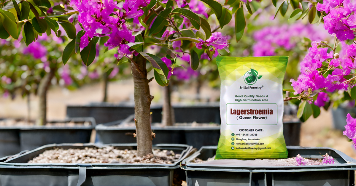 Lagerstroemia Speciosa (Pride of India) Tree Seeds β Vibrant Flowering Beauty for Landscaping SRI SAI FORESTRY