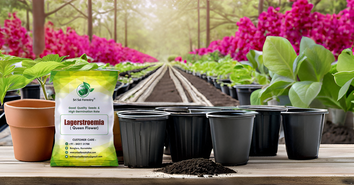 Lagerstroemia Speciosa (Pride of India) Tree Seeds β Vibrant Flowering Beauty for Landscaping SRI SAI FORESTRY