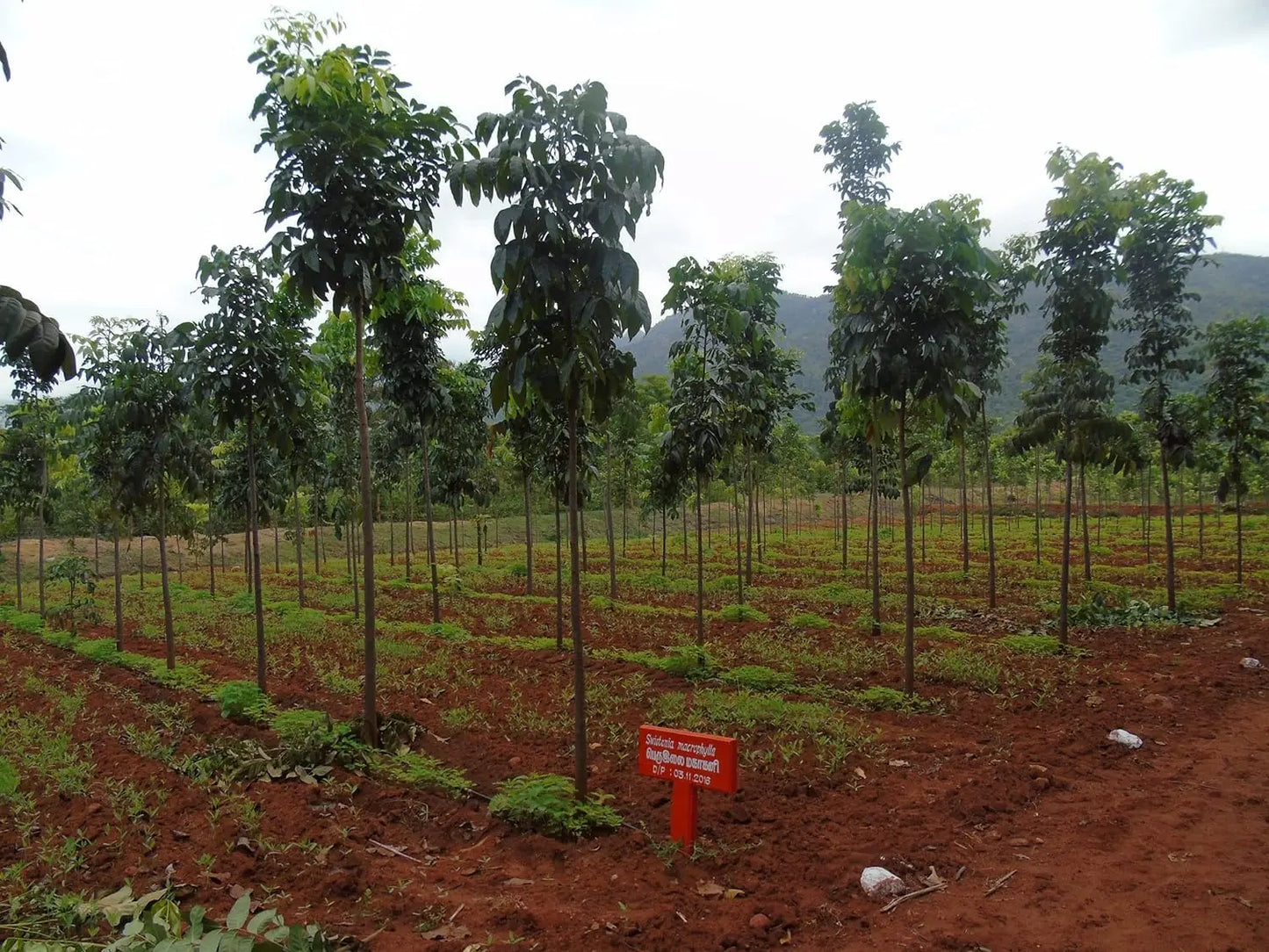 Mahogany tree seeds Swietenia macrophylla Tree Seeds for growing Swietenia Plant Seeds SRI SAI FORESTRY