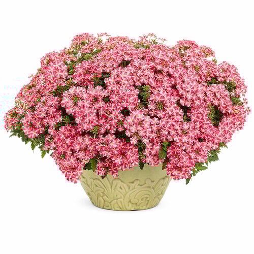 Verbena Flower Seeds – Mixed Color Ornamental Blooms for a Stunning Home Garden SRI SAI FORESTRY