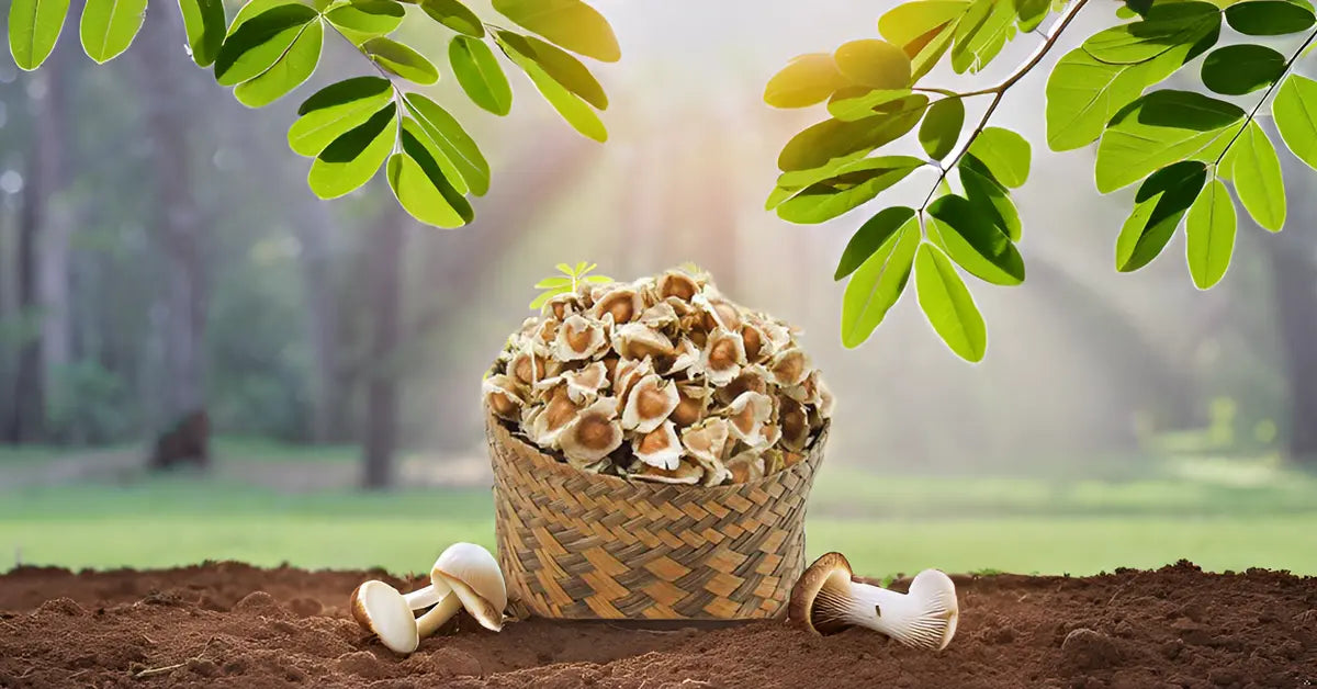 Moringa Seeds PKM for Agriculture Lands SRI SAI FORESTRY