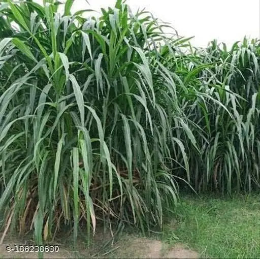 Punjabi Grass Seeds for Goat Multi Cut Grass SRI SAI FORESTRY