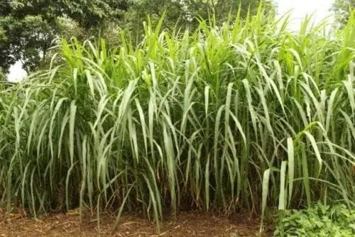 Punjabi Grass Seeds for Goat Multi Cut Grass SRI SAI FORESTRY