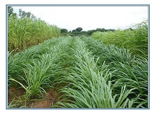 Punjabi Grass Seeds for Goat Multi Cut Grass SRI SAI FORESTRY