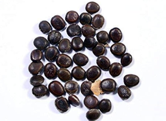 Babul (Acacia Nilotica) Tree Seeds – Fast-Growing, Multi-Purpose Tree for Firewood & Live Fencing SRI SAI FORESTRY