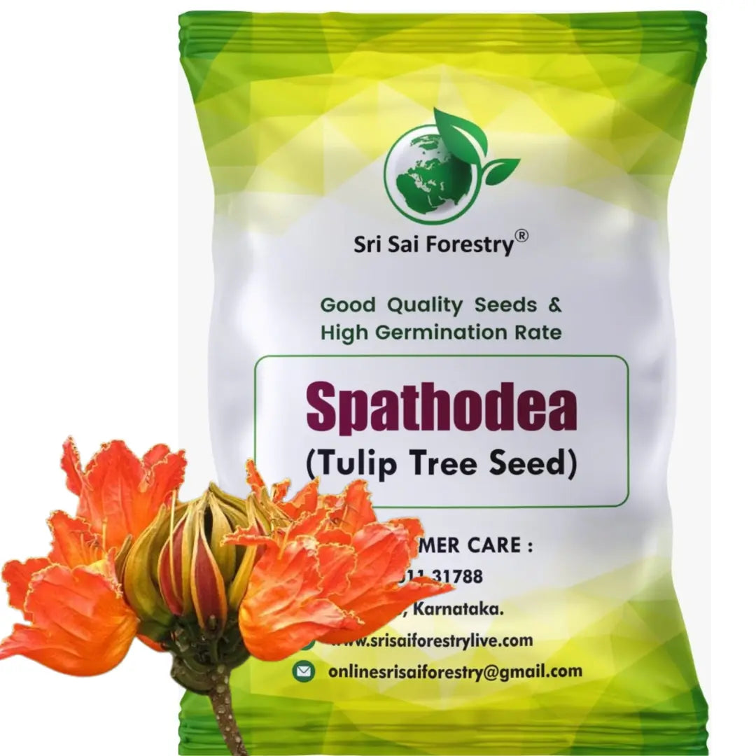 tulip flower tulip seeds Spathodea Tulip Tree Seeds – Flame of Forest (Nandi Flame) – SRI SAI FORESTRY