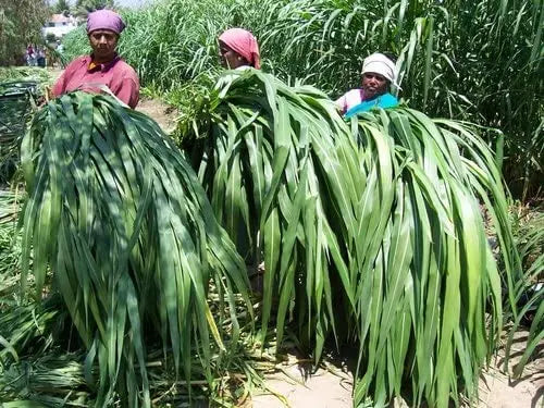 Super Napier Grass Seeds for Cattle | High Yield Hybrid Multi Cut Grass SRI SAI FORESTRY