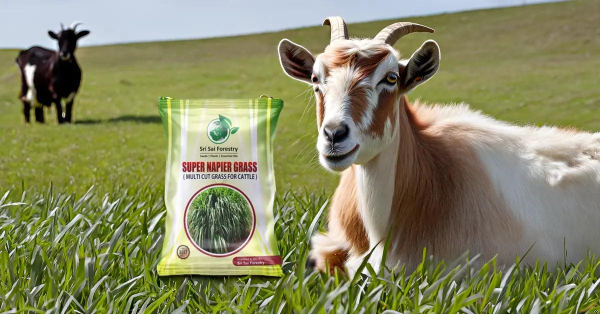 Super Napier Grass Seeds for Cattle | High Yield Hybrid Multi Cut Grass SRI SAI FORESTRY