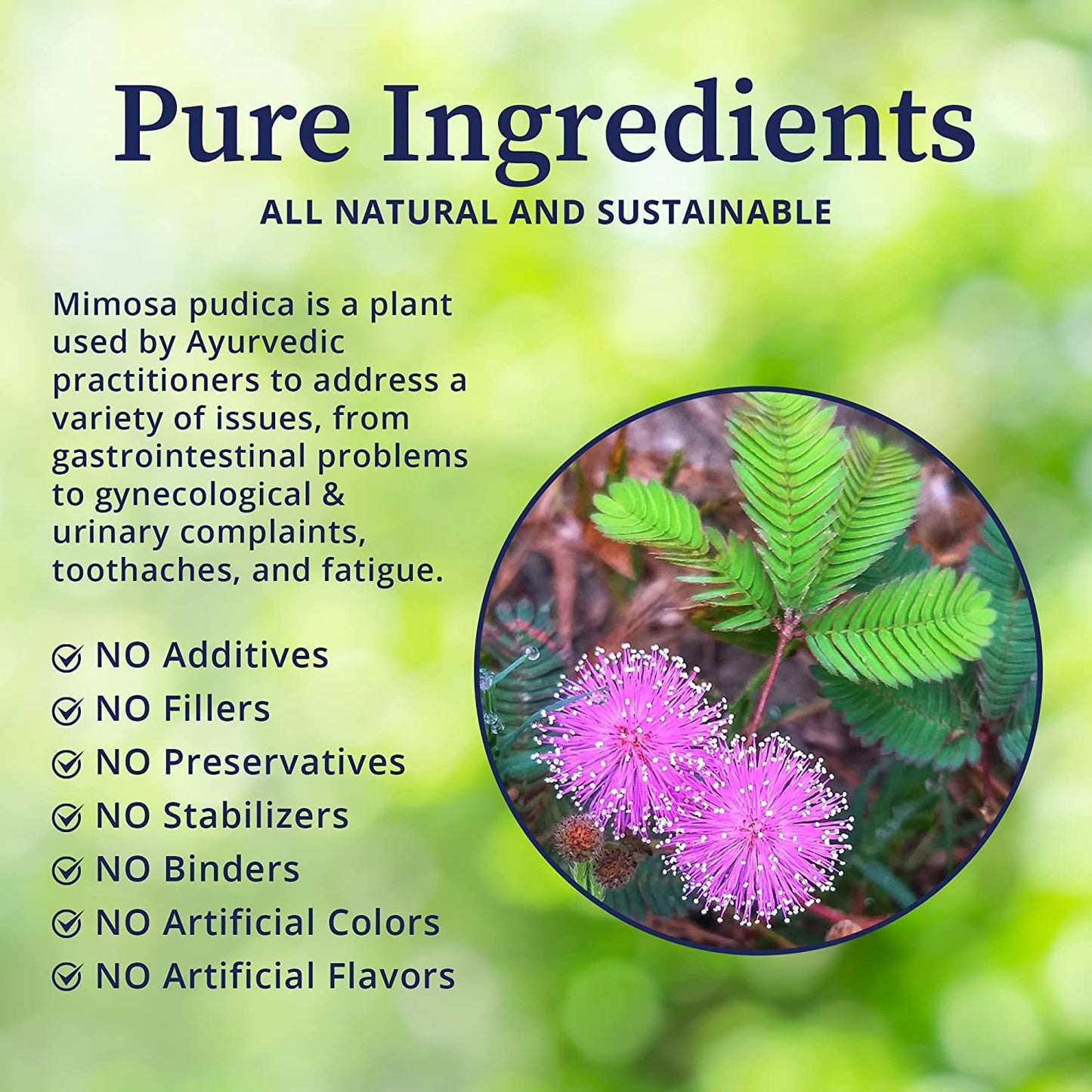 Mimosa Pudica Seeds – The Magical Touch-Me-Not Plant! SRI SAI FORESTRY