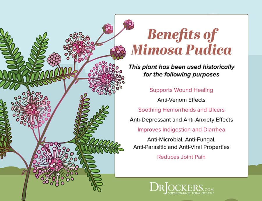 Mimosa Pudica Seeds – The Magical Touch-Me-Not Plant! SRI SAI FORESTRY