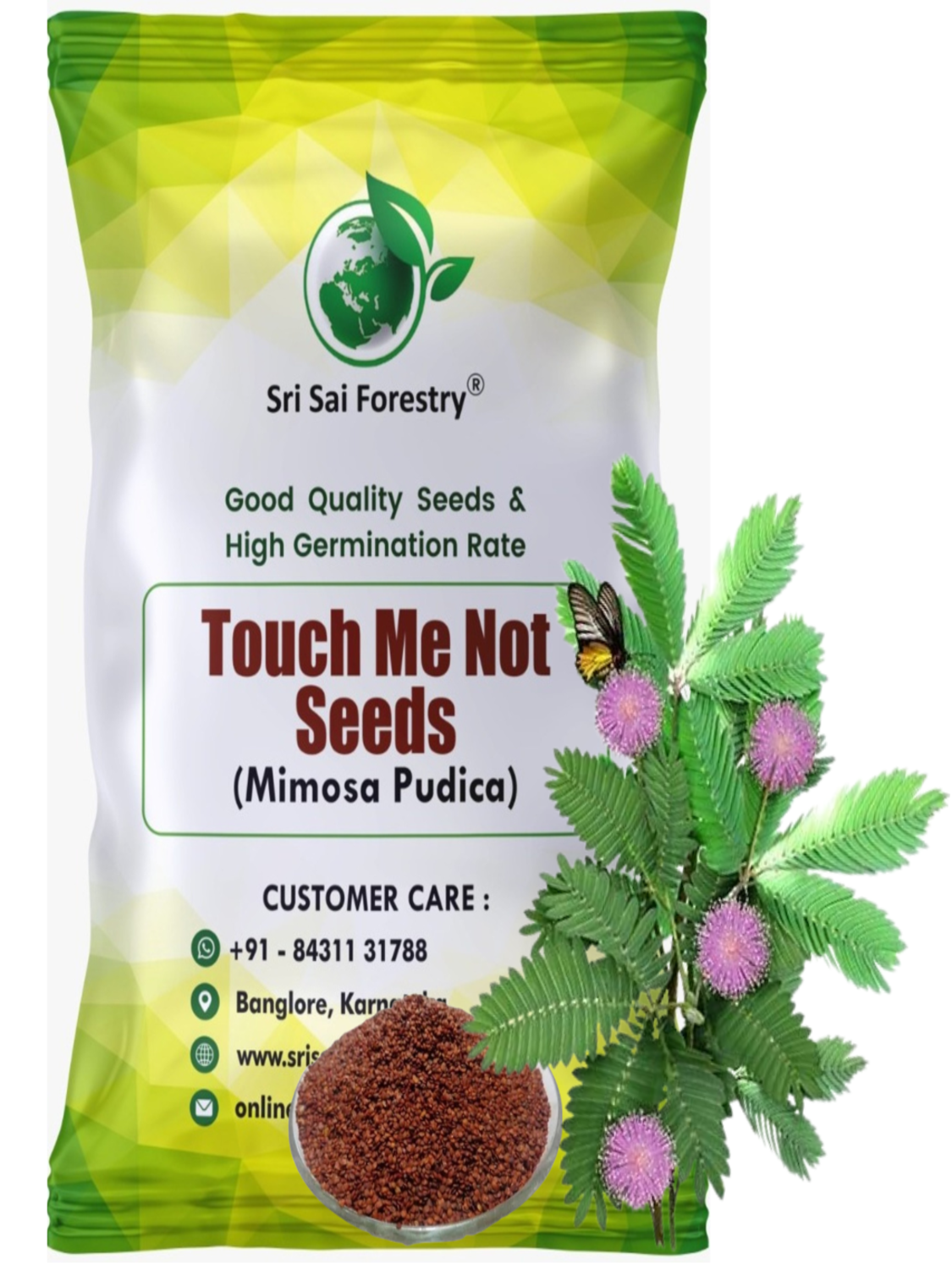 seeds of touch me not plant Mimosa Pudica Seeds – The Magical Touch-Me-Not Plant! – SRI SAI FORESTRY