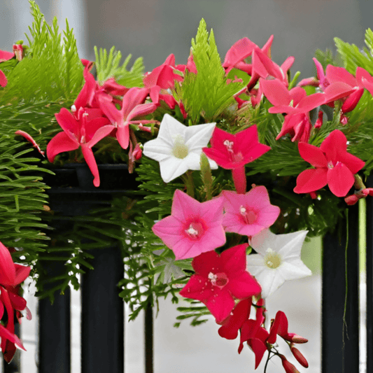 Cypress Vine Seeds Creeper Plant Seeds SRI SAI FORESTRY