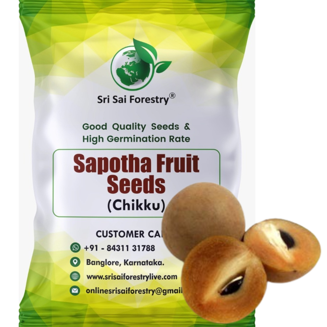 Sapota Seeds (Chikoo / Chiku / Manilkara zapota / Sapodilla) – Grow Your Own Sweet Tropical Delight! SRI SAI FORESTRY