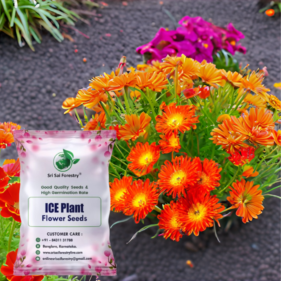 ice plant seeds for sale Ice Plant Delosperma Perennial Flower Seeds – Stunning Ground Cover fo – SRI SAI FORESTRY