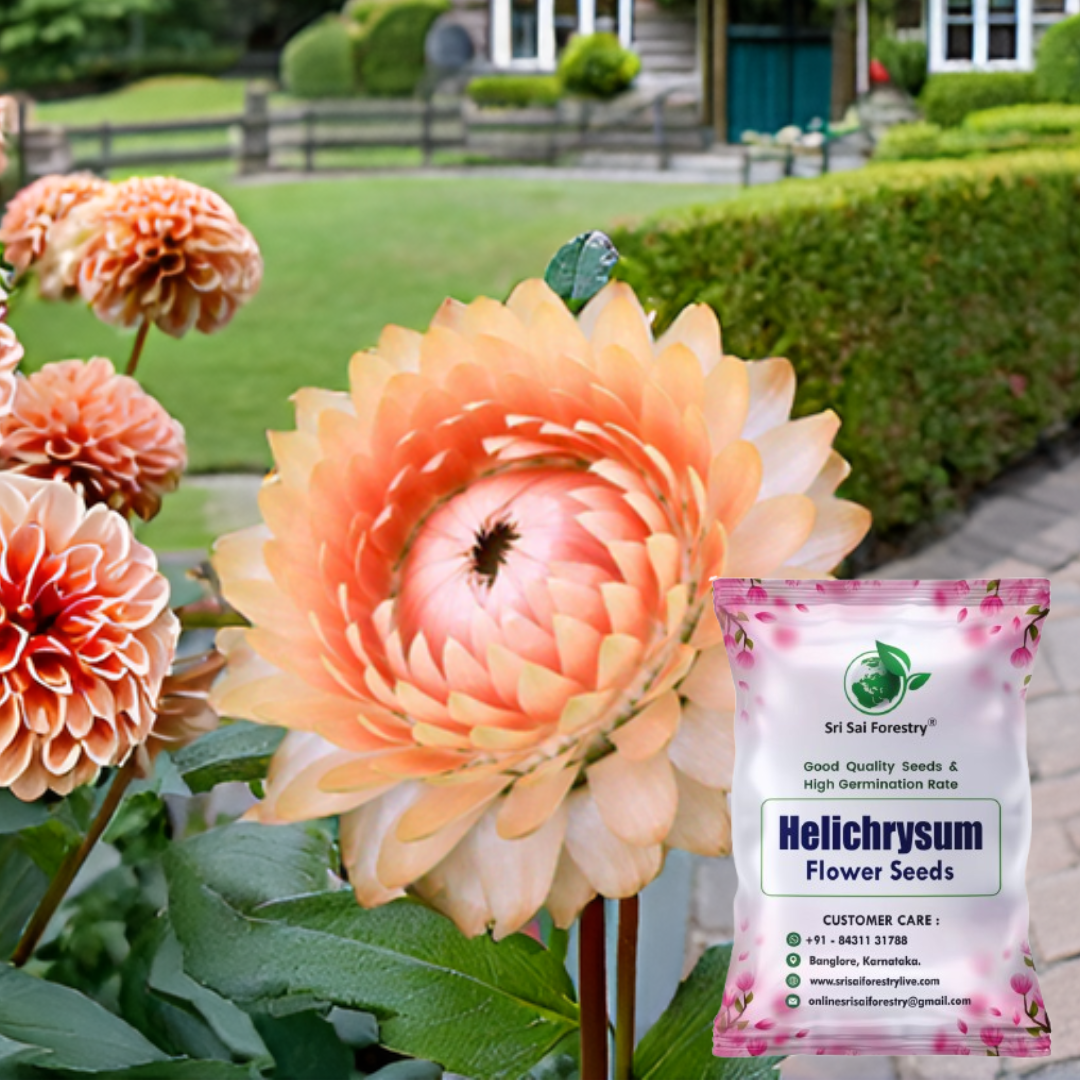 everlasting flower seeds for sale Helichrysum Flower Seeds – Everlasting Blooms for Garden, Balcony & Dr – SRI SAI FORESTRY