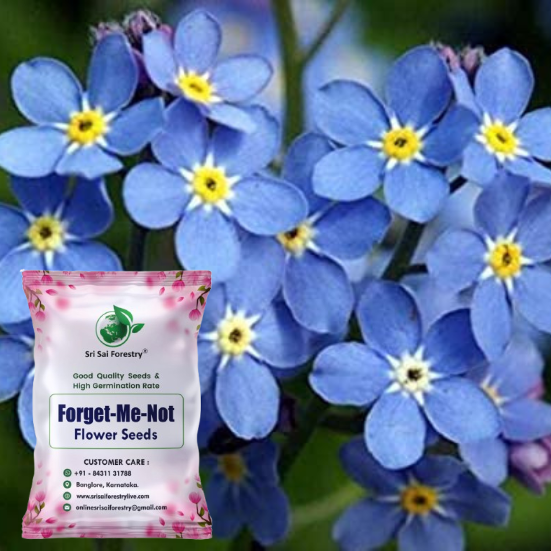 forget me not plant seeds Forget-Me-Not Blue Seeds – Gorgeous Myosotis Sylvatica Flowers for Hom – SRI SAI FORESTRY