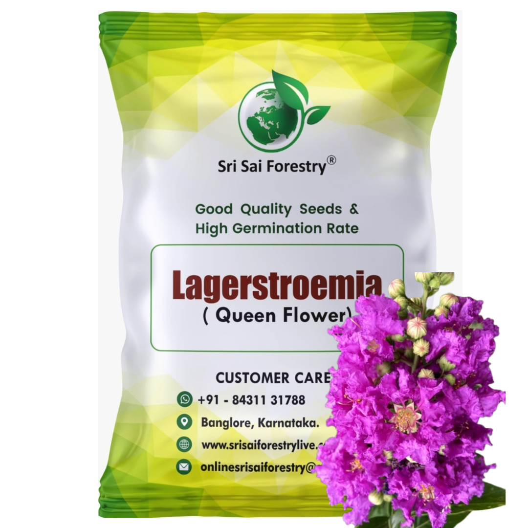 Lagerstroemia Speciosa (Pride of India) Tree Seeds β Vibrant Flowering Beauty for Landscaping SRI SAI FORESTRY