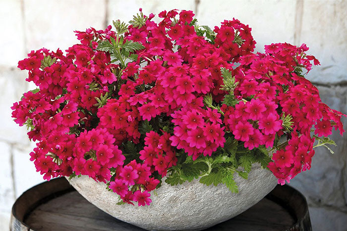 Verbena Flower Seeds – Mixed Color Ornamental Blooms for a Stunning Home Garden SRI SAI FORESTRY