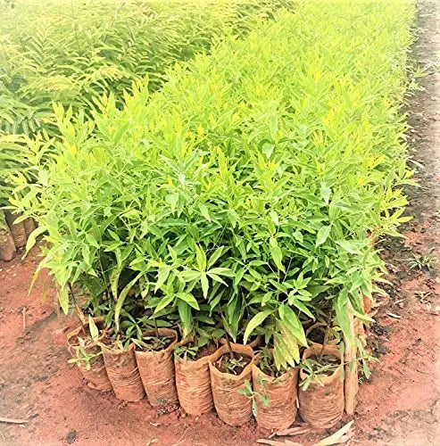 White Sandalwood Seeds for Planting, Safed Chandan Tree Seeds SRI SAI FORESTRY