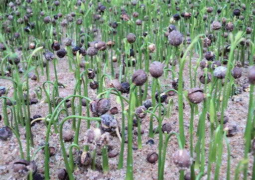 White Sandalwood Seeds for Planting, Safed Chandan Tree Seeds SRI SAI FORESTRY