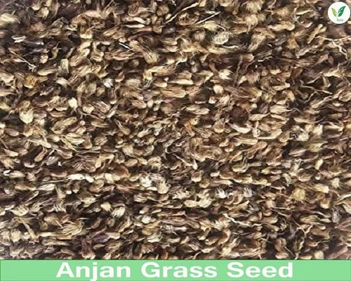 Anjan Grass Seeds | Buffel Grass Multi Cut Fodder Grass for Cattle SRI SAI FORESTRY